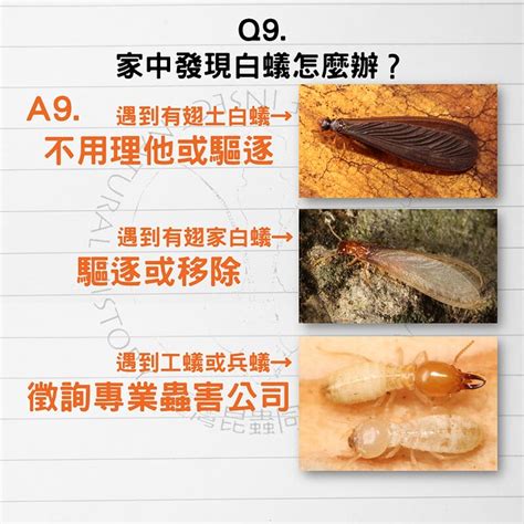 牆壁有白蟻|白蟻防治該怎麼實施？5個專家多年實作方法一定要學。